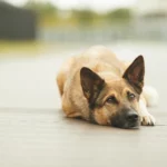 Dog resting outdoors.jpg